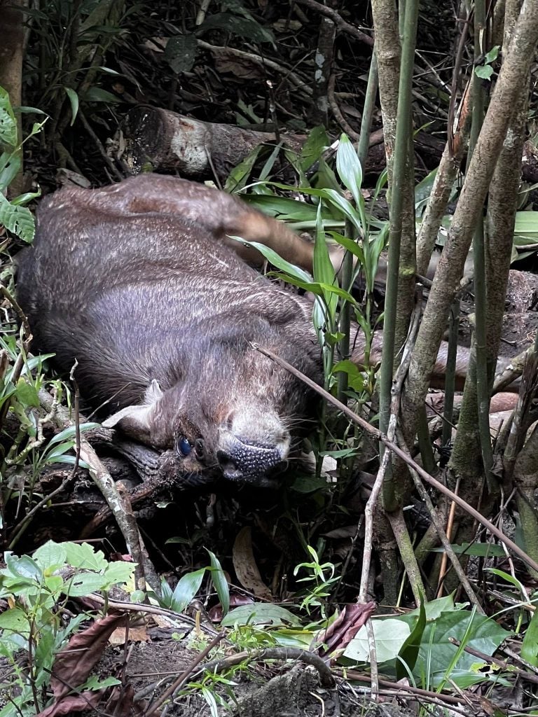 injured male sambar deer