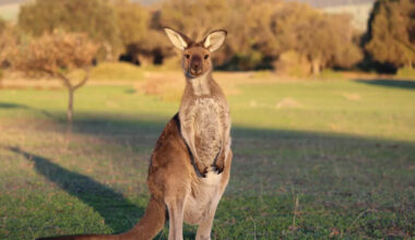 Woman Recording a Wild Kangaroo Gets a Very Funny and Chaotic Surprise While Filming