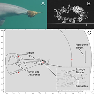 Sponging dolphin and model set-up. (A) A dolphin sponge foraging using an Echinodictyum sponge. The dolphin picks up a sponge from the sea floor, holds it on its rostrum and probes through the sediment in search of prey. Photo taken by Ewa Krzyszczyk with the Shark Bay Dolphin Research Project. (B) A cross-section of the Echinodictyum sponge used in the model. The barnacles are clearly obvious on the right side of the sponge tissue as white contours. (C) The full model set-up in COMSOL. Credit: Royal Society Open Science
