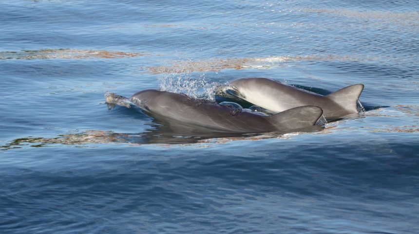 Perth’s dolphins eat what’s in season and are loyal to their groups
