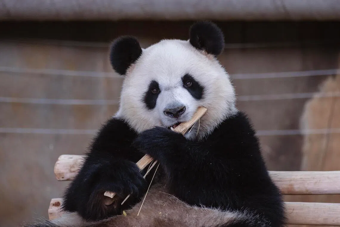 Subscribe Placeholder