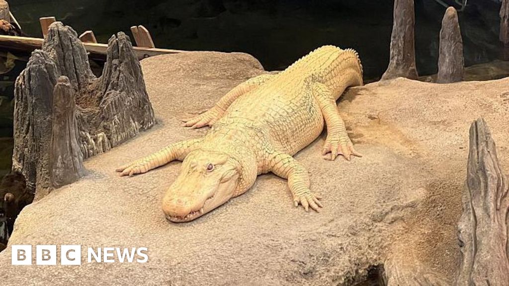 Thousands in San Francisco mourn beloved albino alligator, Claude