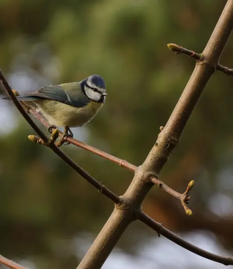 Adam Mayle A small blue tit perches on a bare tree branch against a soft, green‑brown blurred background.