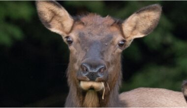 Tourist Humiliated By Elk In Viral Video: WATCH