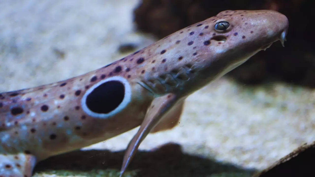 Epaulette shark