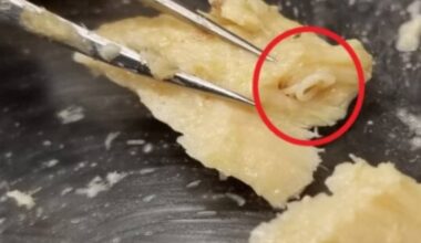 expired cans of salmon