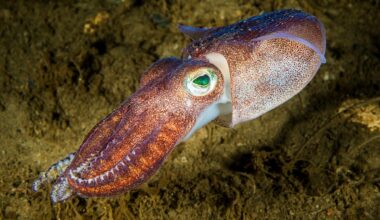 What Is a Group of Squid Called? Not a Squad, Unfortunately