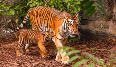 What's the Country With the Most Wild Tigers?