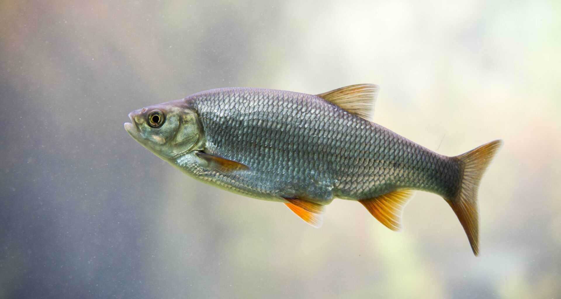 67 million-year-old fossil reveals the origin of freshwater fish hearing