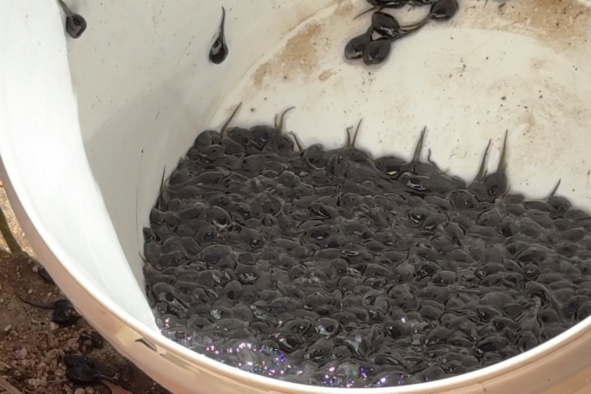 Black tadpoles in a white bucket