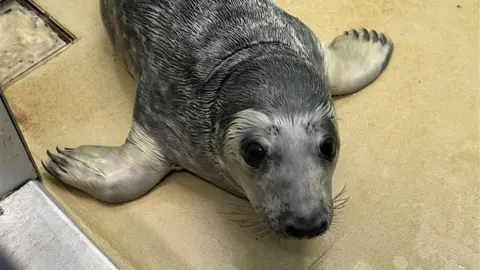 Hannah Roe/BBC A small grey and white seal lying on a yellow surface and looking up at the camera.