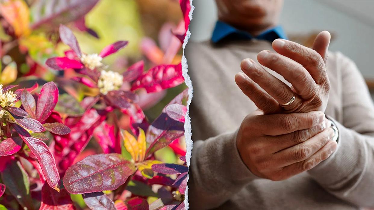 Split between Joseph's Coat plant and man with arthritis