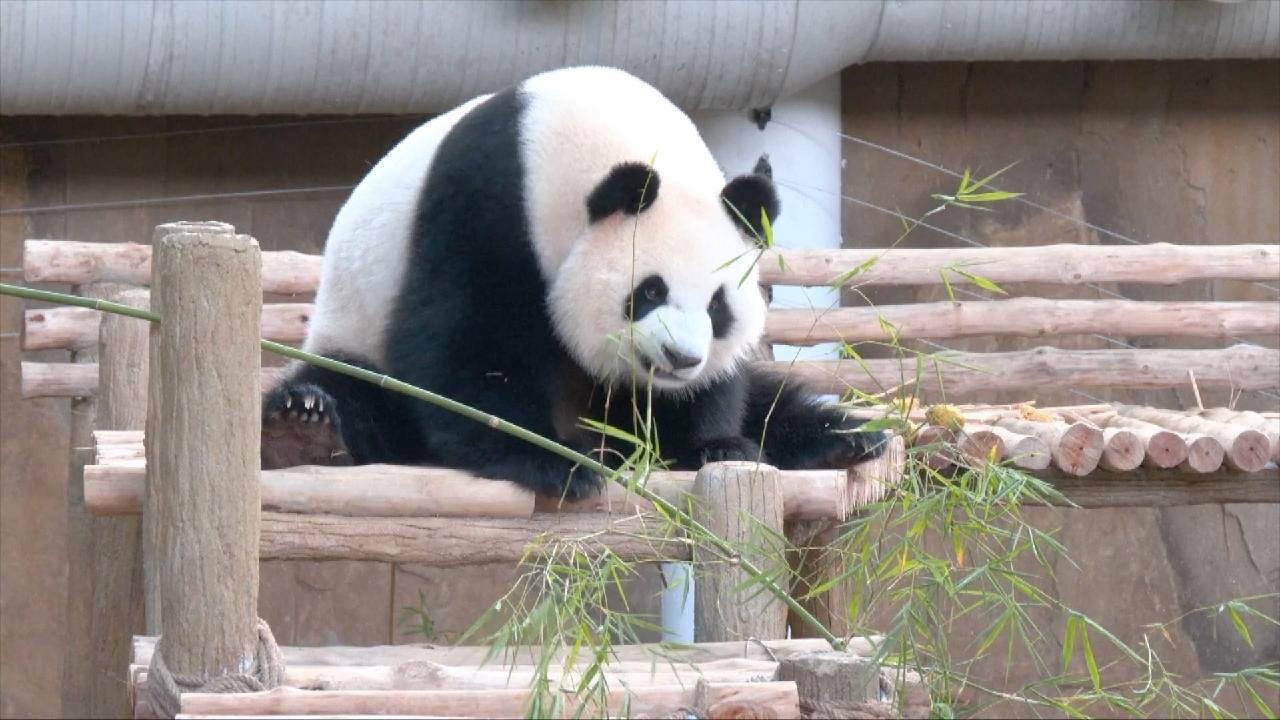 New giant pandas make public debut in Malaysia - news.cgtn.com