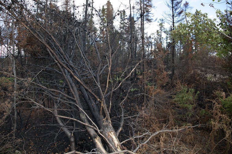 A tree destroyed by a forest fire
