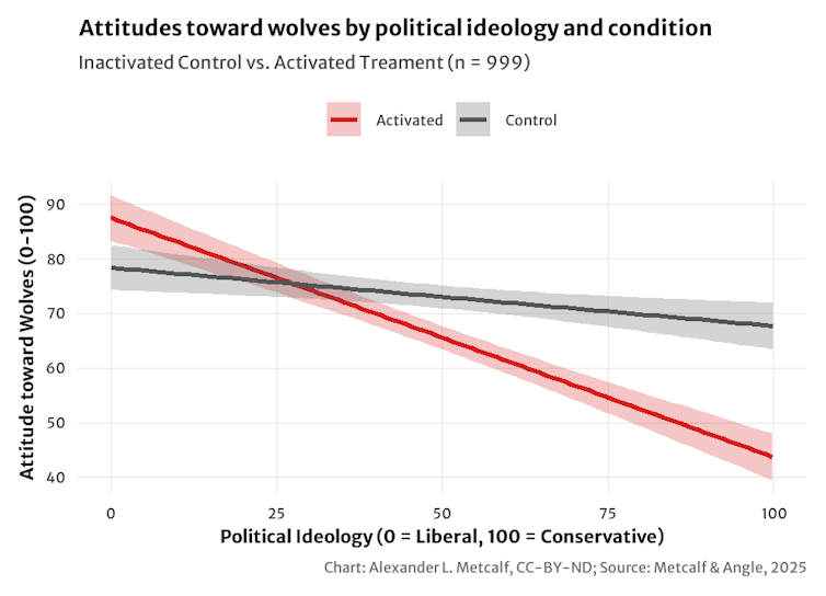 A graph showing attitudes toward wolves on the left, and political ideology on the right, with two lines, one showing activated political views and one not. The activated line declines more sharply, which the other stays constant and relatively high.