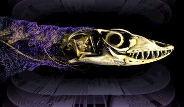 A centuries-old debate on how reptiles keep evolving skin bones is finally settled