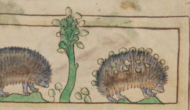 Why hedgehogs used to be hated