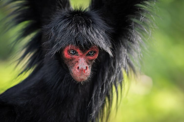 Close up of black long-haired monkey with pink face