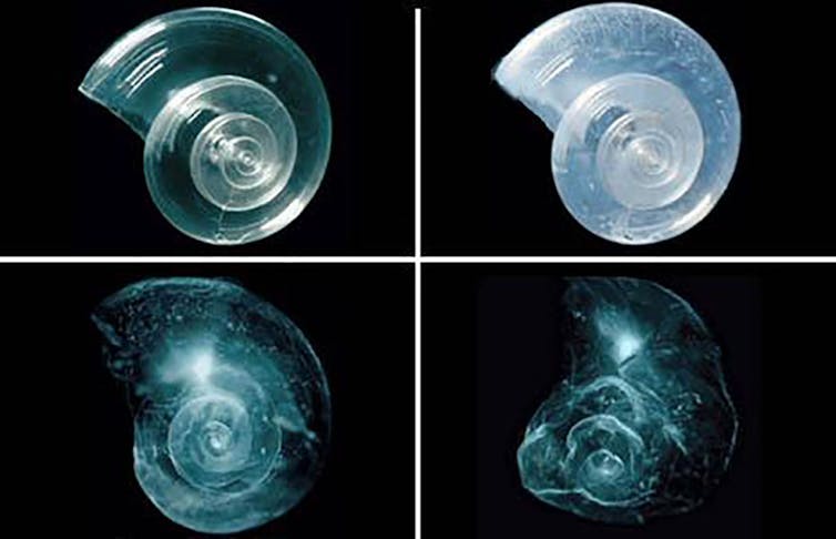 For images show a shell slowly dissolving over time.