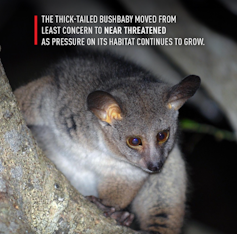 A furry grey animal that looks like a long bodied koala bear