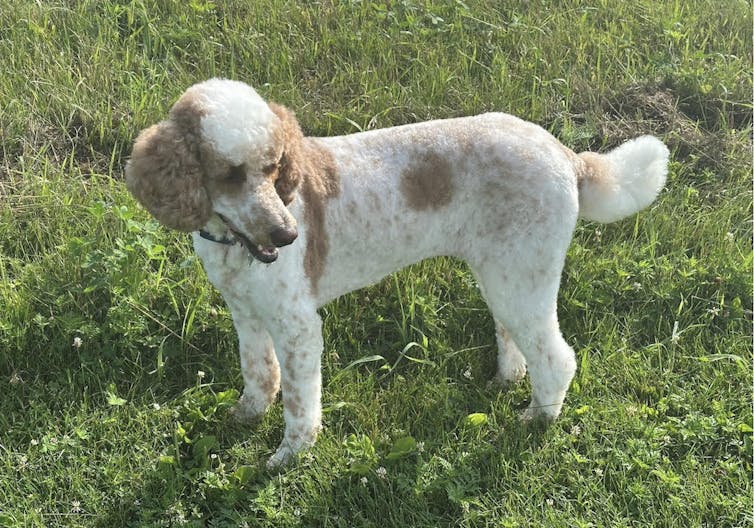 A white and tan poodle stands in a grassy spot.