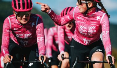 Tips from the pros: Koala spotting down under