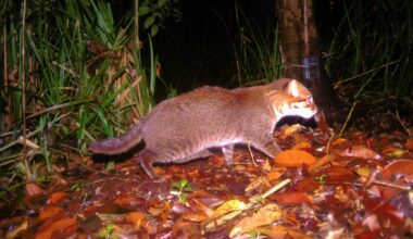 7 hopeful wildlife sightings that researchers celebrated in 2025