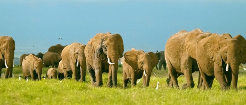 A herd of elephants walks across a grassy field, with several white birds nearby and a clear blue sky in the background.