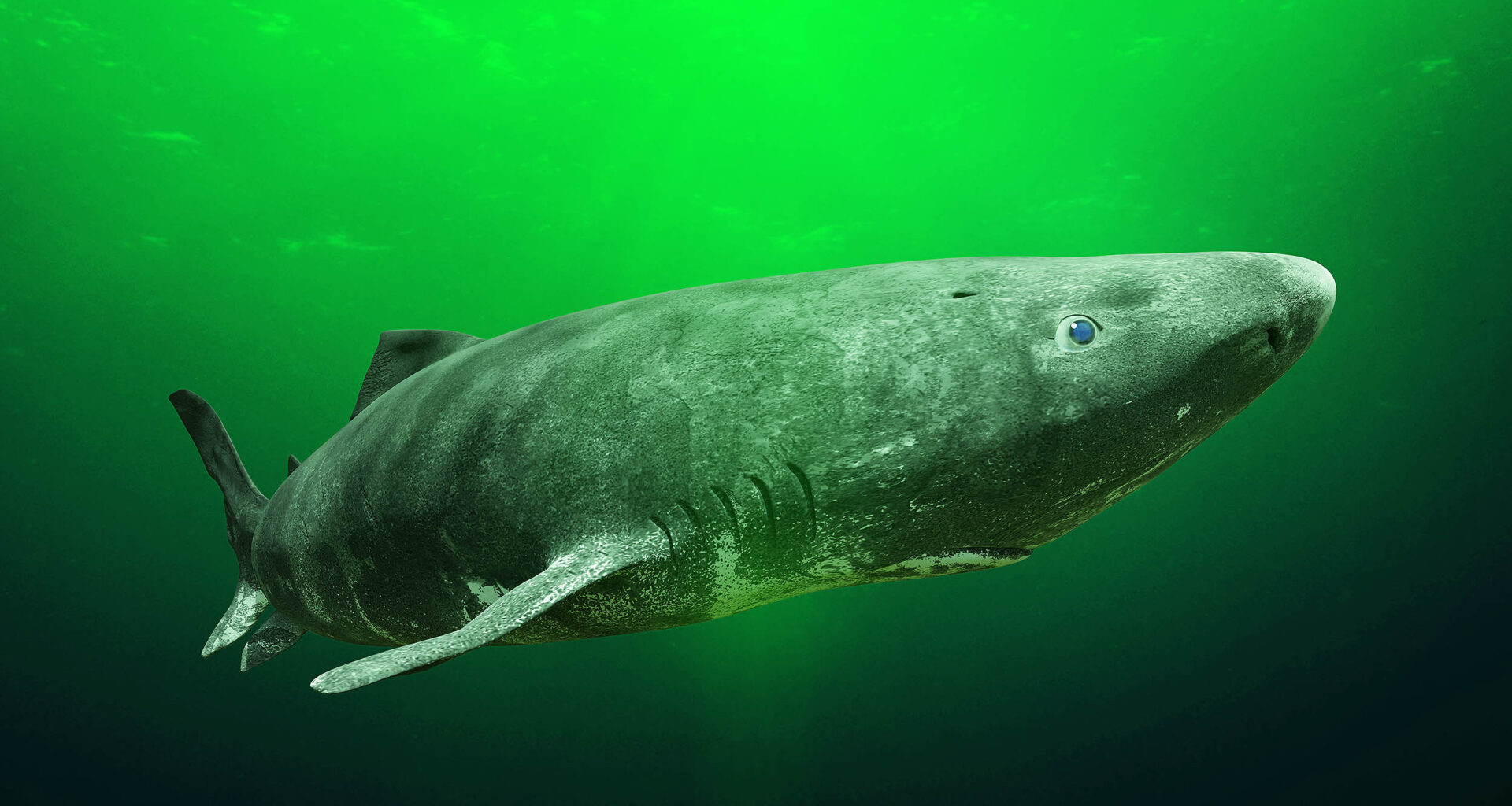 Greenland sharks live 500 years with serious heart disease