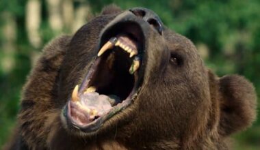 Grizzly Night Review