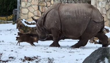 Tiny Deer Challenges Giant Rhino in Dramatic Zoo Encounter