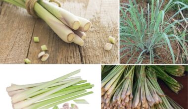 Lemongrass wipes out 95% of tumours in 15 days — nature's top cancer killer? Here's the science