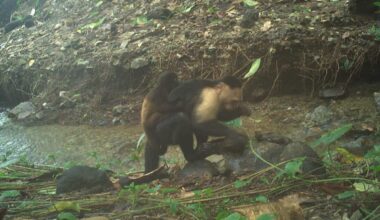 5 Animal Behaviors Scientists Never Expected to See in 2025