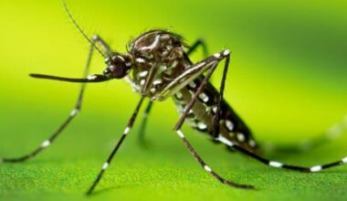 Heavy rains prompt dengue warning, The public urged to eliminate mosquito breeding grounds