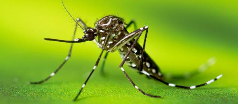 Heavy rains prompt dengue warning, The public urged to eliminate mosquito breeding grounds