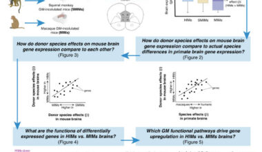 DeCasien et al. provide the first empirical data showing the direct role the gut microbiome plays in shaping differences in the way the brain functions across different primate species. Image credit: DeCasien et al., doi: 10.1073/pnas.2426232122.