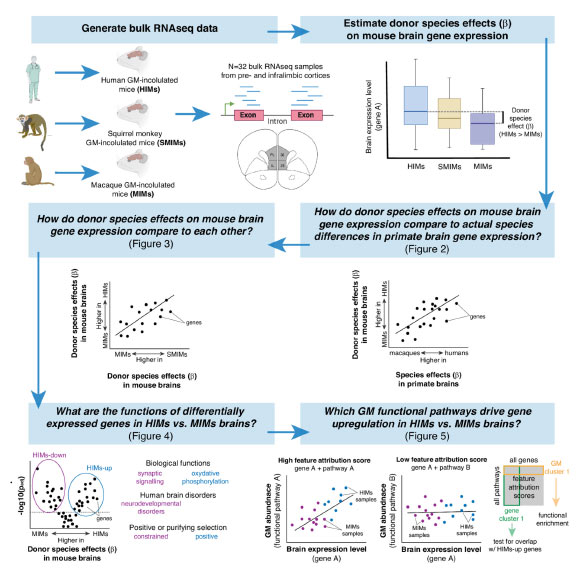 DeCasien et al. provide the first empirical data showing the direct role the gut microbiome plays in shaping differences in the way the brain functions across different primate species. Image credit: DeCasien et al., doi: 10.1073/pnas.2426232122.