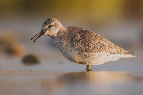 The red knot (Calidris canutus), juvenile, near Gourinet, Brittany, France. Image credit: Stephan Sprinz / CC BY 4.0.