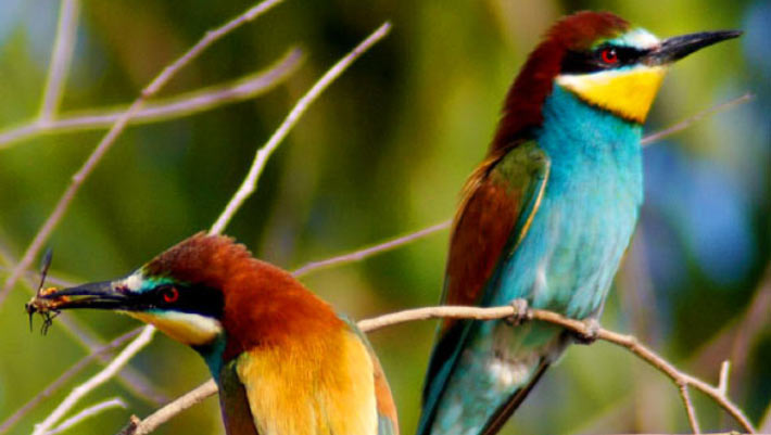 New Online Tool Charts Evolution of Every Known Bird Species