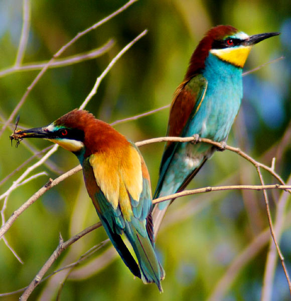 European bee-eaters (Merops apiaster). Image credit: Rashuli / CC BY 2.0.