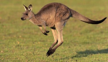 Giant Kangaroo Fossils Reveal a Surprise About How They Moved : ScienceAlert