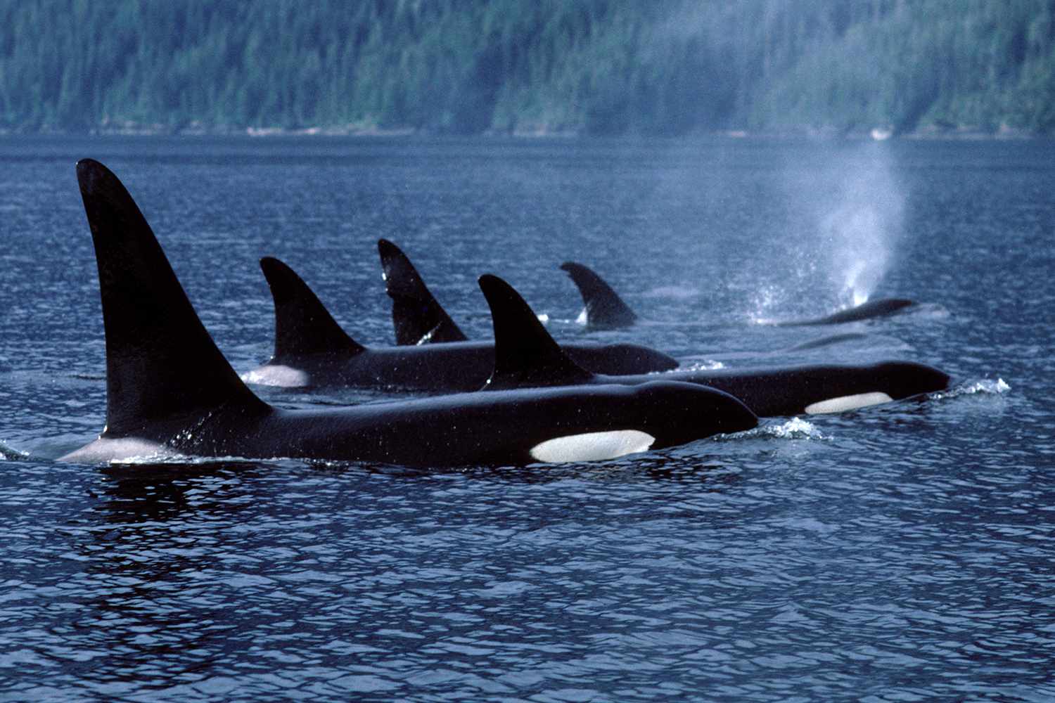Killer Whales Seen Engaging in 'Very Unique' Belly Rub Behavior