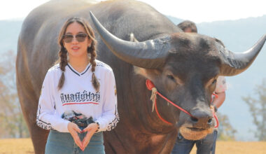Water buffalo King Kong towering over a woman
