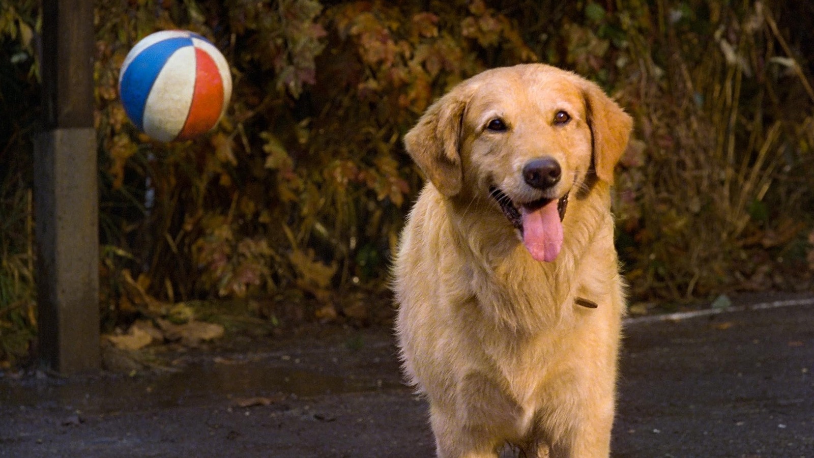 Air Bud's Title Came About Because A Gorilla Movie Had Used The Director's First Choice
