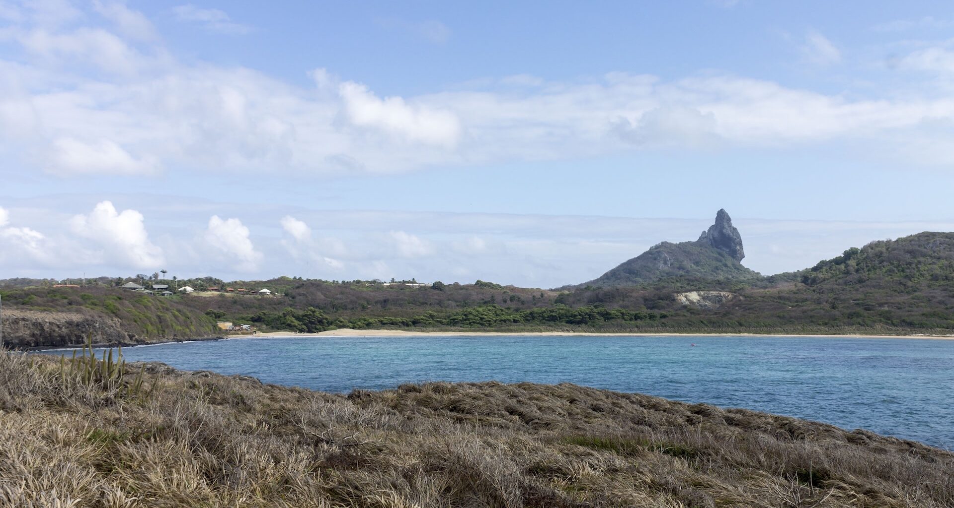 Research has found that lemon sharks, a large shark species, seek out invasive freshwater fish to prey on.