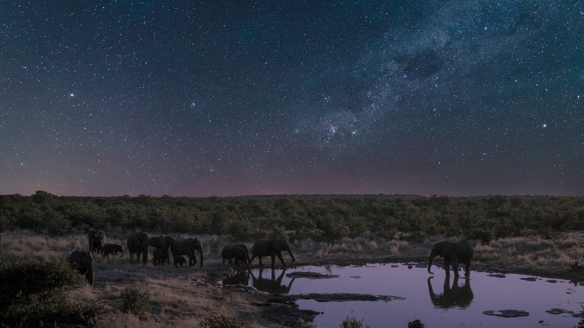 A herd of elephants stands near a shallow pool with trees behind them all underneath a dark blue starry night sky