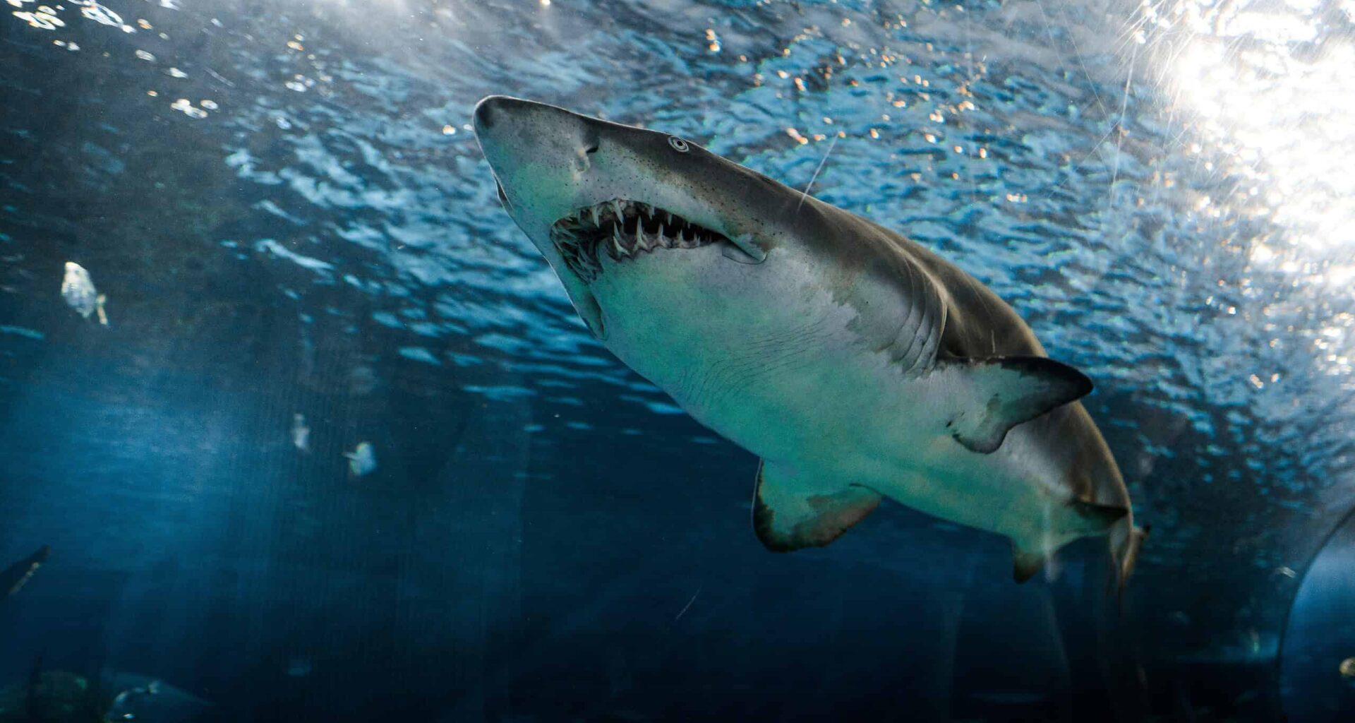 Great white sharks grow a whole new kind of tooth for slicing bone as they age