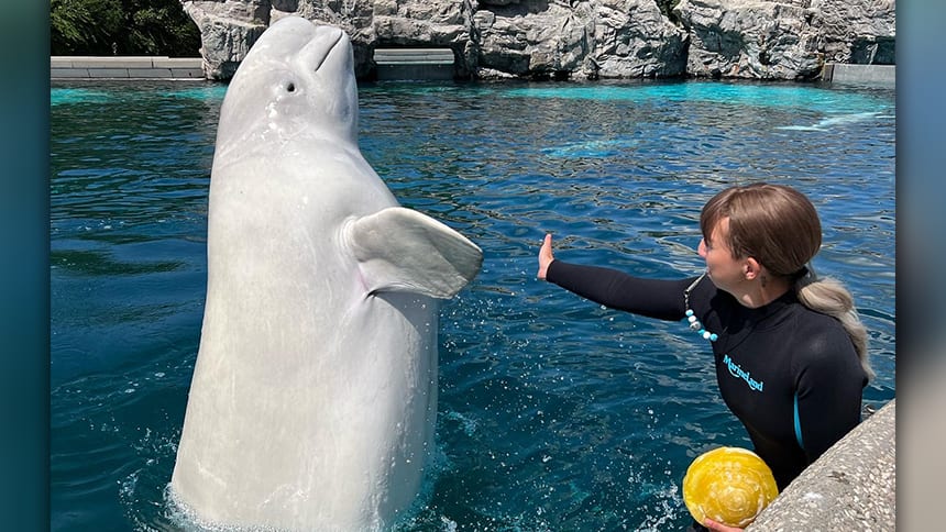 A beluga extends its fin towards a trainer as they exchange a high five.