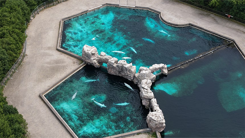 A drone shot from a high angle showing a large pool divided into three sections, with a few beluga whales swimming.