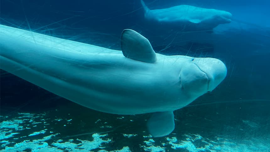 A beluga whale swimming on its side, facing the camera with a smiling face.